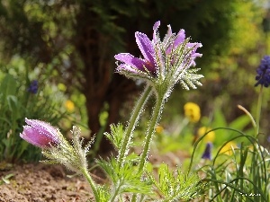 lilac, Flowers, pasque