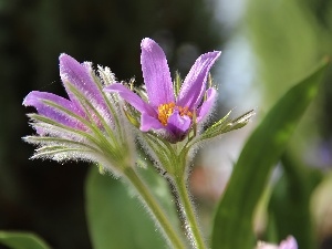 lilac, Flowers, pasque