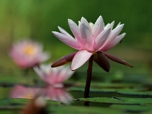 Flowers, Nenufary, lilies, water