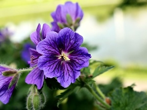 Flowers, Geranium Magnificum, purple