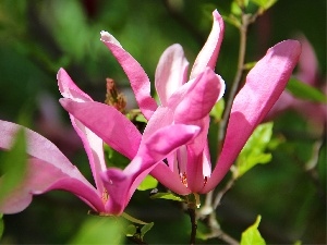 Magnolia, Flowers, Pink