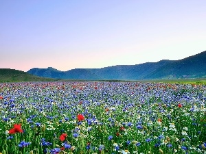 Flowers, Meadow