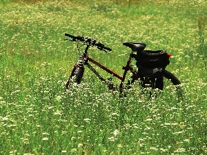Meadow, Flowers, Bike