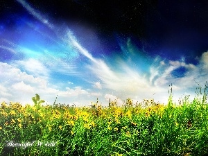 Meadow, Flowers, Sky
