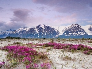 Flowers, Mountains