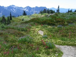 Mountains, Flowers, Meadow, car in the meadow