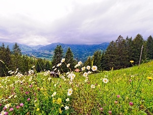 Flowers, Wildflowers, Mountains, woods