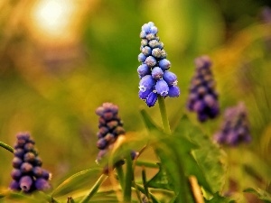 Flowers, Muscari