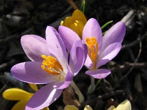 nature, Flowers, crocuses