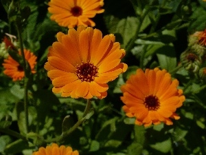flowers, Marigold Medical, Orange