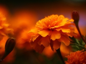 Orange, Flowers, Tagetes