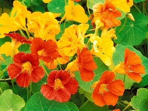 Yellow, Orange, nasturtiums