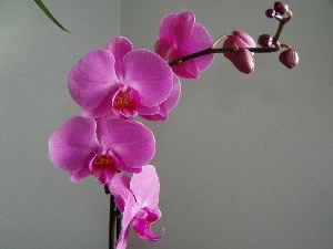 orchid, Flowers, Pink