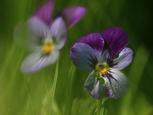 Flowers, pansies