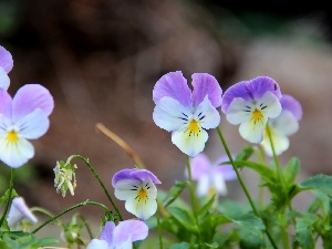 Flowers, pansies