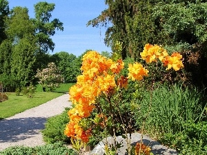 Flowers, Orange, Park, summer