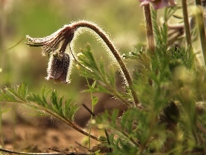 Flowers, pasque