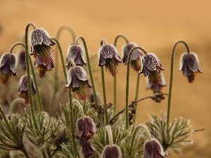 Flowers, pasque