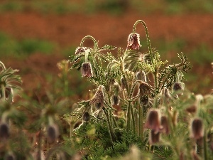 Flowers, pasque