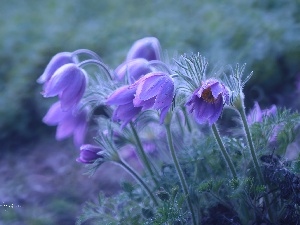 pasque, Flowers, purple