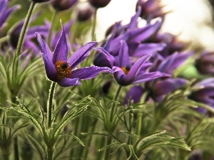 pasque, Flowers, purple