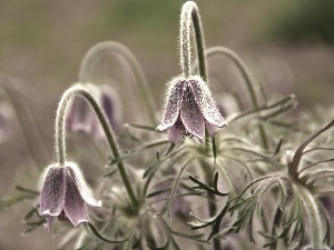 Flowers, pasque