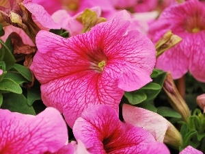 Flowers, Pink