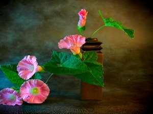 Pink, Flowers, bindweed