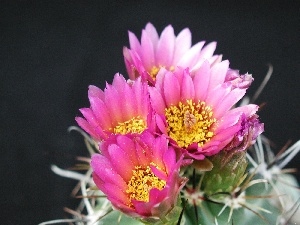Pink, Flowers, Cactus