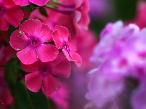 Pink, Flowers, hydrangeas