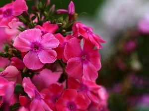 Pink, Flowers, hydrangeas