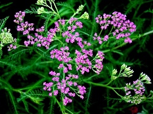 Pink, Flowers, milfoil