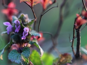 Pink, Flowers, nettle