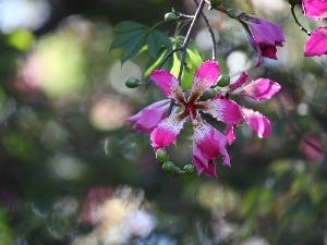 Pink, Flowers, twig
