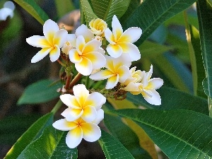 Flowers, Plumeria