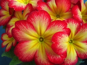 Flowers, Yellow, primrose, red