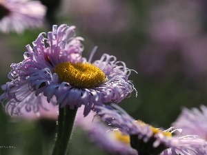 purple, Flowers, Astra