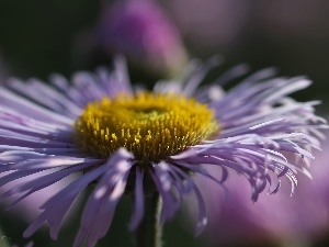 purple, Flowers, Astra