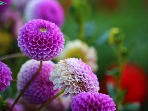 purple, Flowers, dahlias