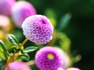 purple, Flowers, dahlias