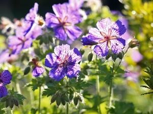 purple, Flowers, geranium