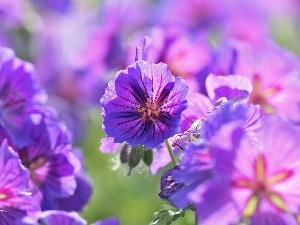 purple, Flowers, geranium