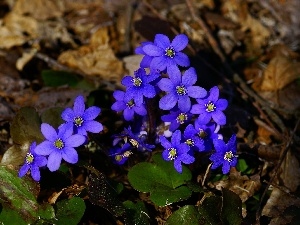 purple, flowers, Liverworts