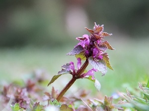 purple, Flowers, nettle