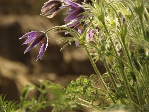 purple, Flowers, pasque