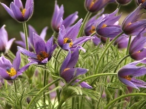 purple, Flowers, pasque