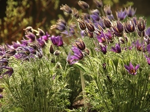 purple, Flowers, pasque