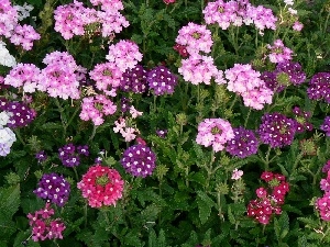 purple, Flowers, Pink