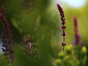 purple, Flowers, Sage