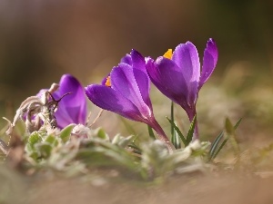 Flowers, Spring, purple, crocuses